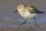 Image. Western Sandpiper