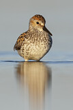 Image. Western Sandpiper