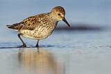 Image. Western Sandpiper