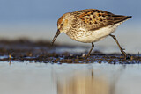 Image. Western Sandpiper