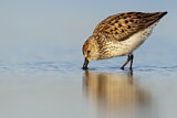 Image. Western Sandpiper