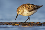 Image. Western Sandpiper