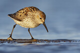 Image. Western Sandpiper