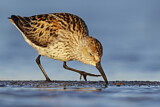 Image. Western Sandpiper