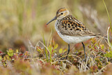 Image. Western Sandpiper