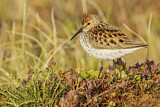 Image. Western Sandpiper