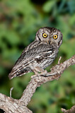 Image. Western Screech Owl