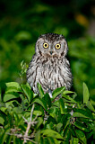 Image. Western Screech Owl