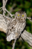 Image. Western Screech Owl