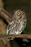 Image. Western Screech Owl