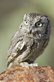 Image. Western Screech Owl