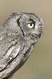 Image. Western Screech Owl