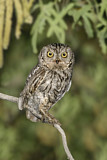 Image. Western Screech Owl