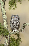 Image. Western Screech Owl