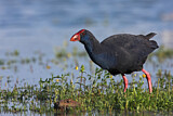 Image. Western Swamphen