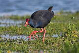 Image. Western Swamphen