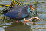 Image. Western Swamphen