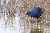 Image. Western Swamphen