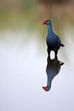 Image. Western Swamphen