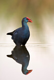 Image. Western Swamphen