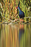 Image. Western Swamphen