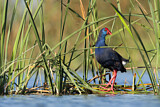 Image. Western Swamphen