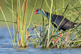 Image. Western Swamphen