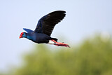 Image. Western Swamphen