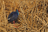 Image. Western Swamphen