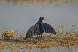 Image. Western Swamphen