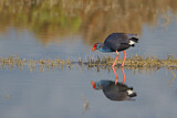Image. Western Swamphen