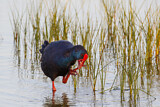 Image. Western Swamphen