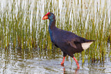 Image. Western Swamphen