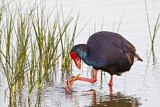 Image. Western Swamphen