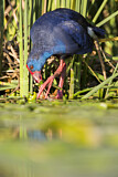 Image. Western Swamphen