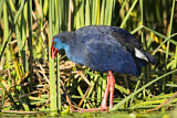 Image. Western Swamphen