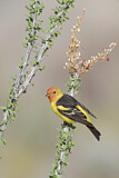 Image. Western Tanager