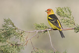 Image. Western Tanager