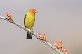 Image. Western Tanager