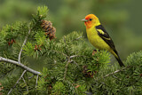 Image. Western Tanager
