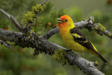 Image. Western Tanager