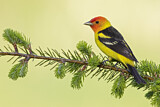Image. Western Tanager