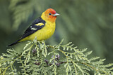 Image. Western Tanager
