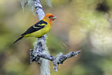 Image. Western Tanager