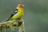 Image. Western Tanager