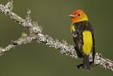 Image. Western Tanager