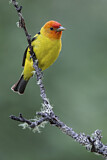 Image. Western Tanager