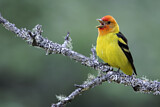 Image. Western Tanager
