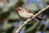 Image. Western Thornbill