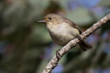 Image. Western Thornbill